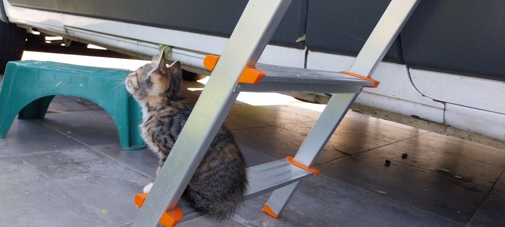 Gatinhos para adoção