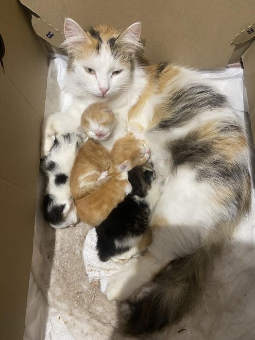 Бесплатная котятки