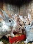 Vendo coelhos caseiros
