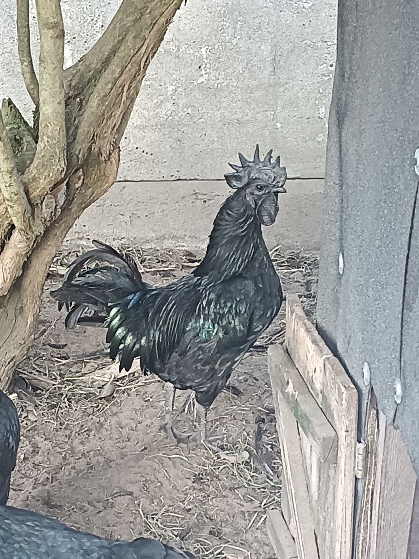 Jajka legowe Ayam Cemani Kochin Białoczub Silka