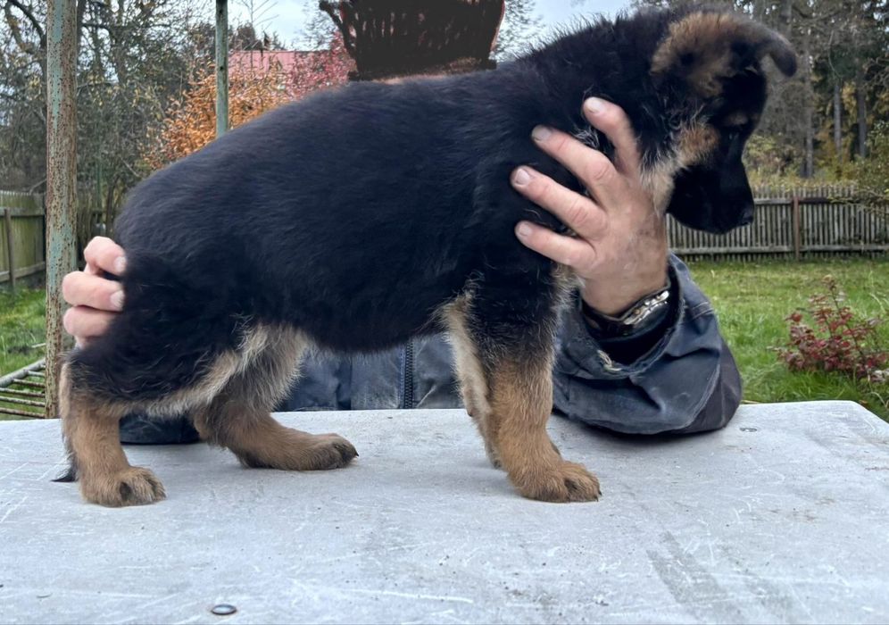 Owczarek niemiecki suczka FCI owczarki niemieckie