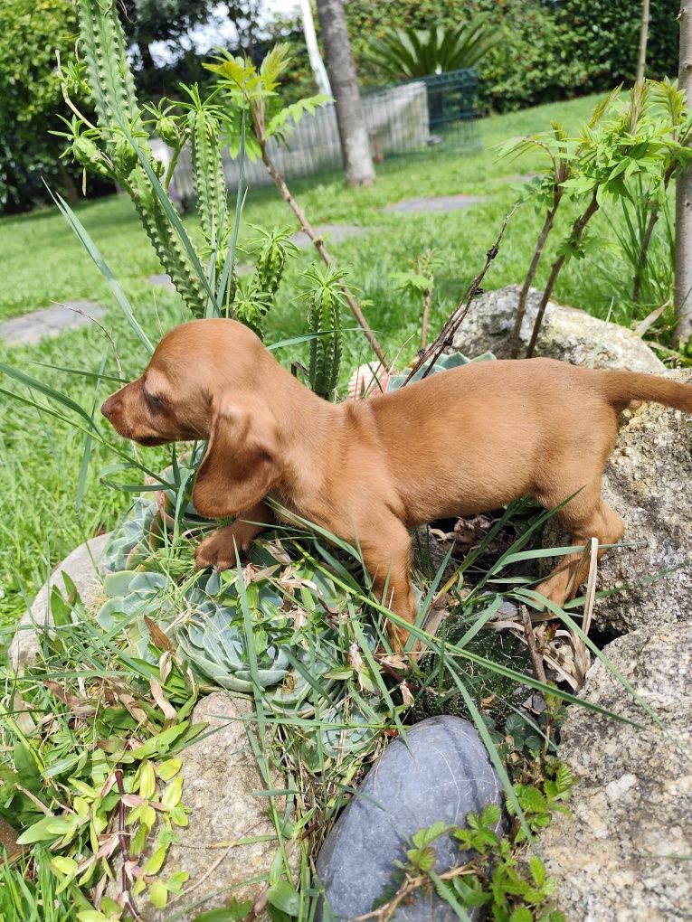 Fantástico Tekel pêlo liso femia