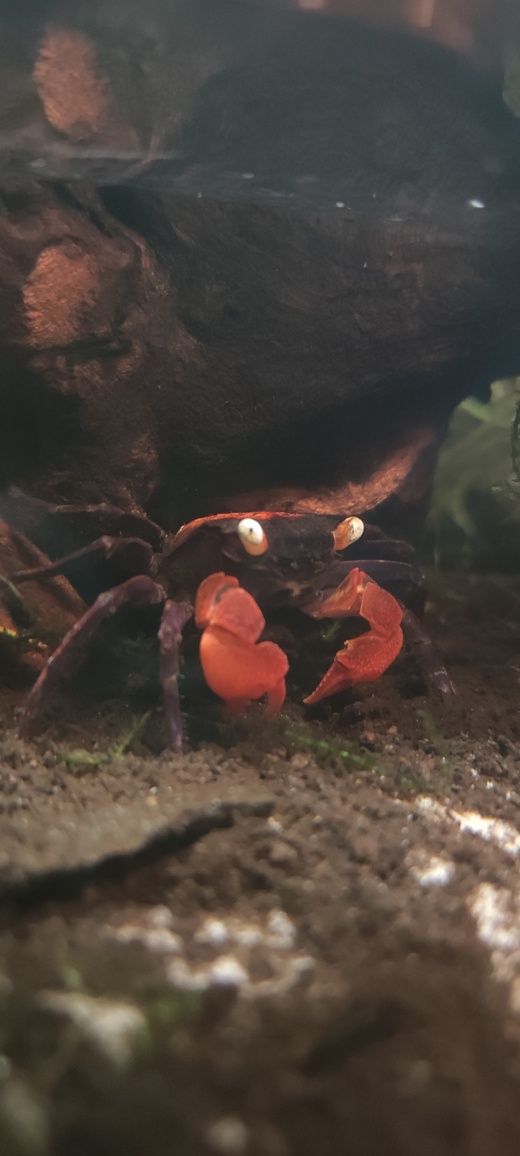 Krab geosesarma Red Devil. Nie wysyłam.