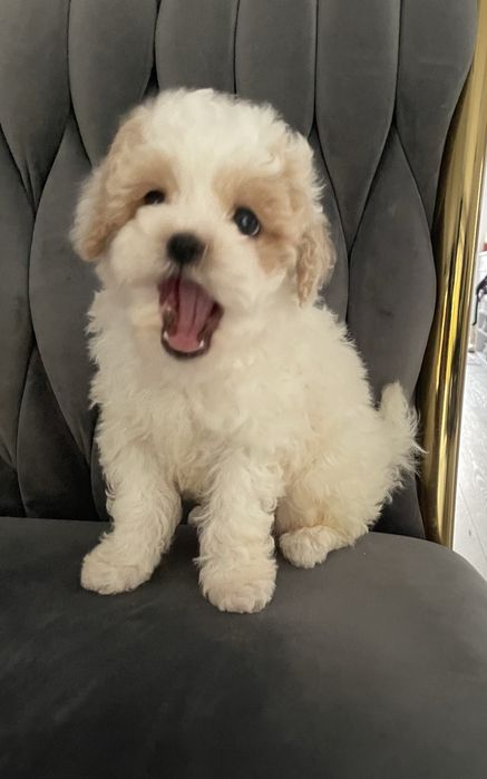 Maltipoo chłopczyk „Reksio”