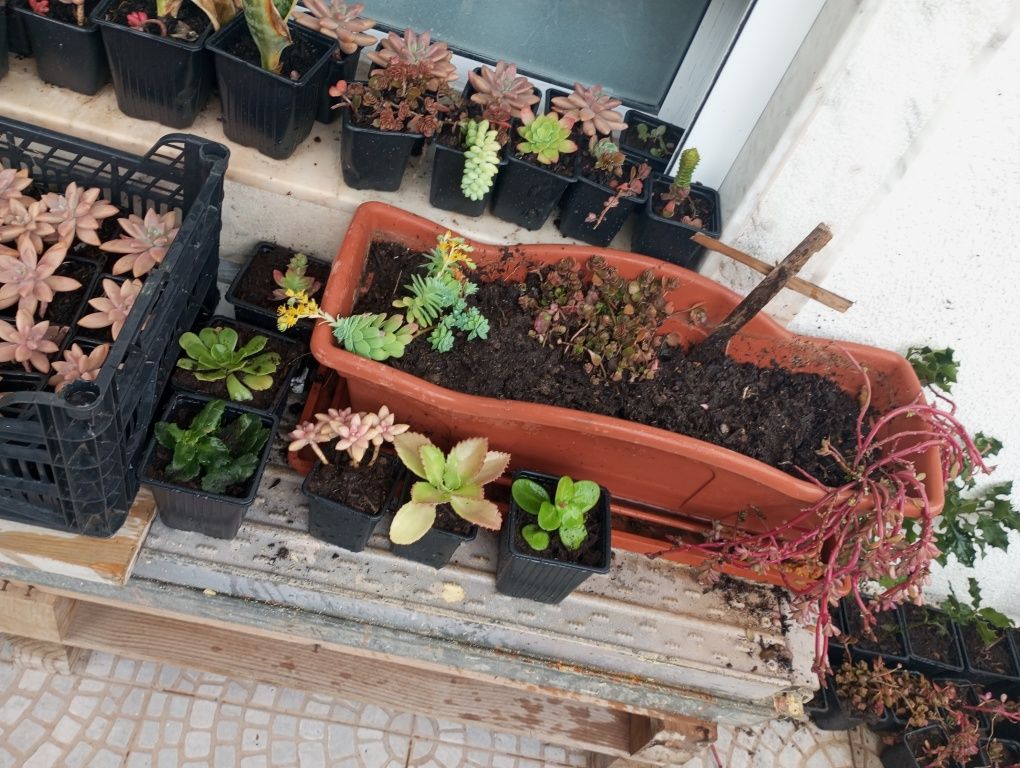 A maternidade das Sucolentas em vaso