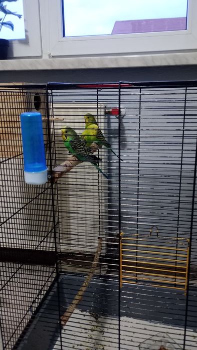 Sprzedam papugi faliste