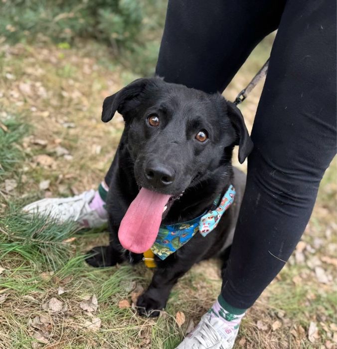 Pączuś szuka domu. Ni to jamnik ni labrador. Do adopcji
