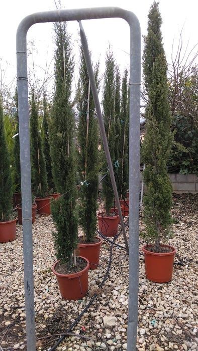 Cupressus Totem 150-800cm