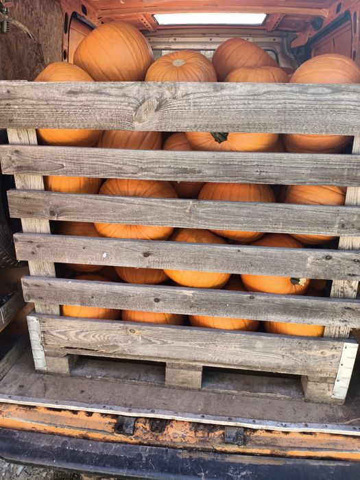Dynia premium halloween ozdobna kaliber 4-10kg