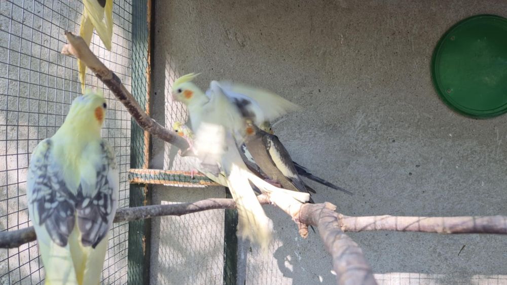 Sprzedam papugi nimfy