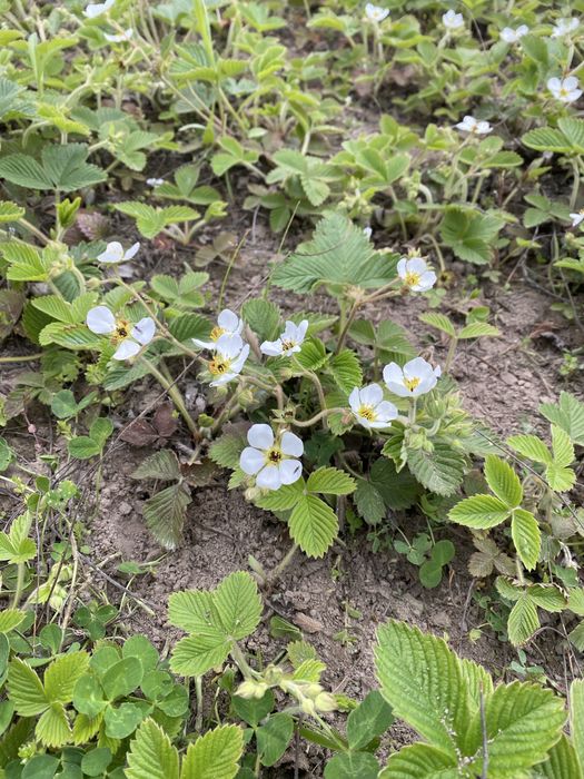 Суниця грунтопокрівна ремонтантна полуниця