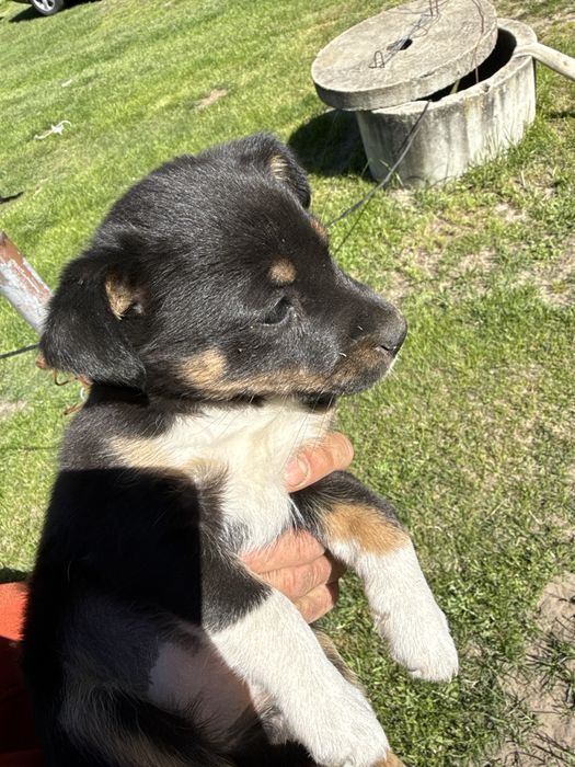 Jack Russell Terrier mieszaniec, Szczeniaki za darmo.