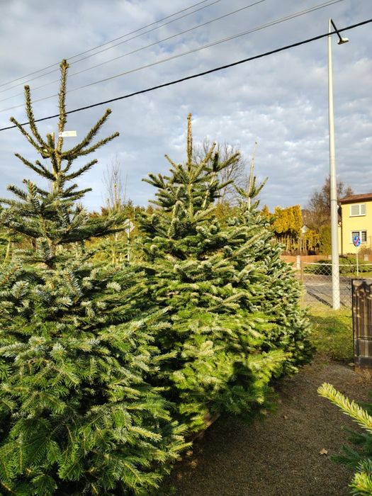 Choinki jodła kaukaska piękne gęste prima