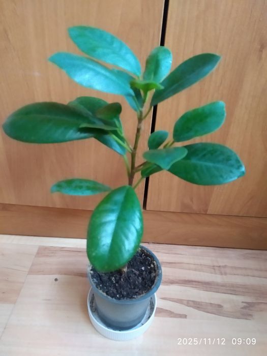 Фикус Мокламе или Микрокарпа.