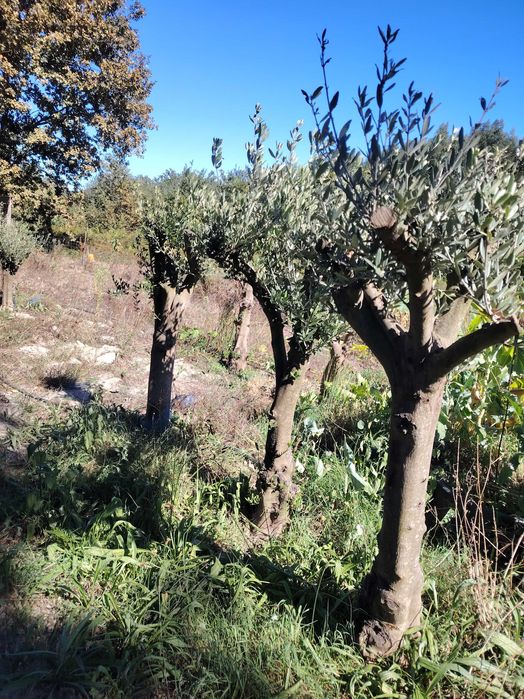 Oliveiras com alguns anos