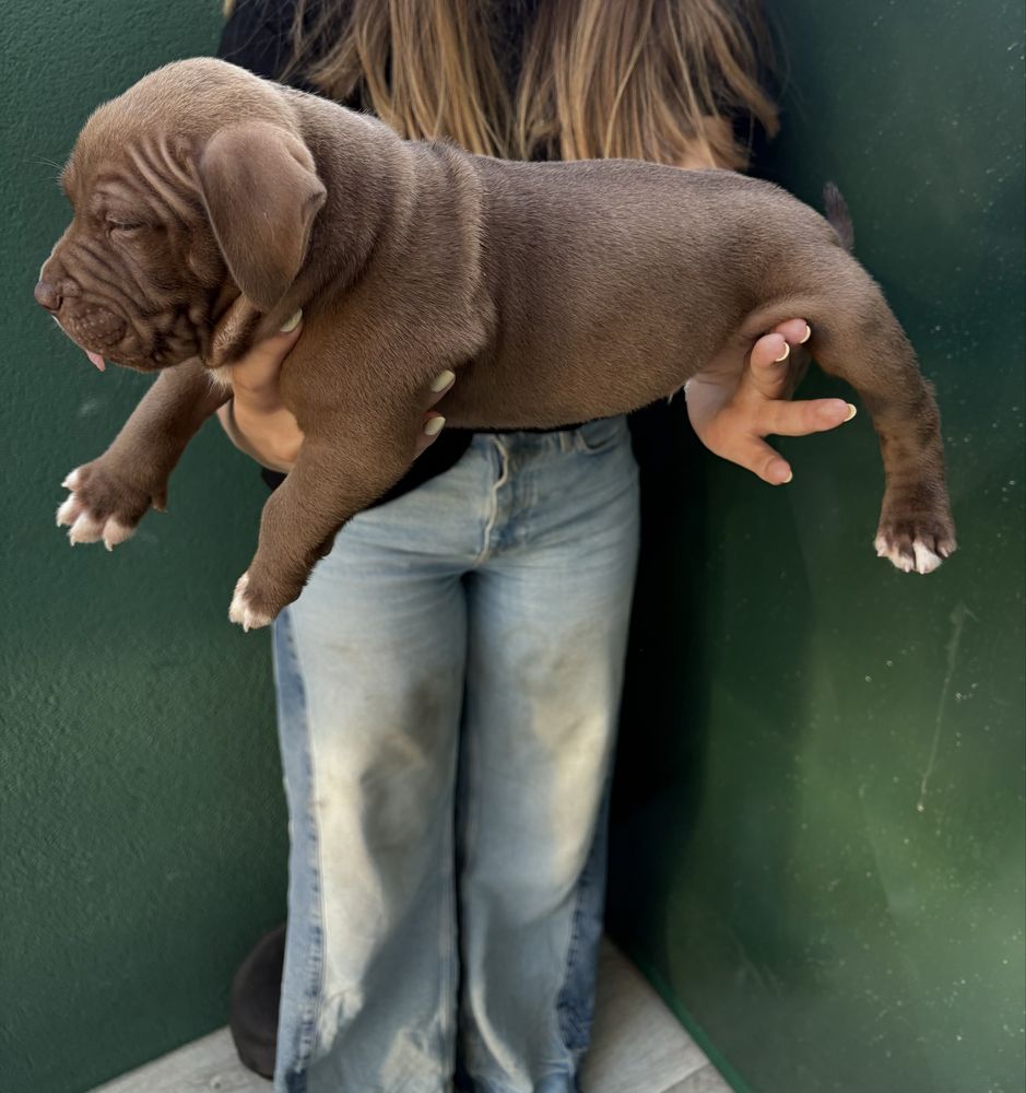 American bully XL - macho