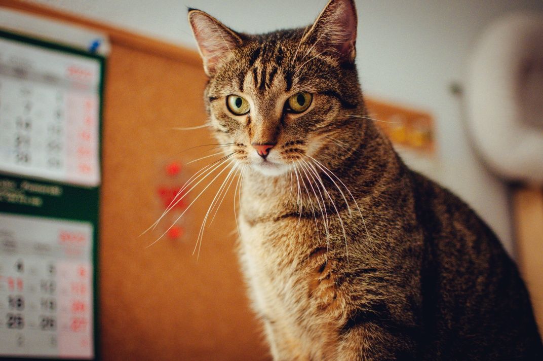 Mimi - kotka do adopcji