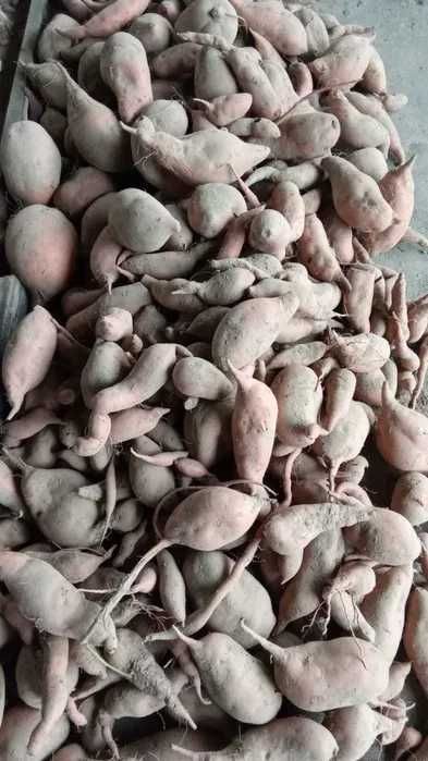Batata Doce biologica