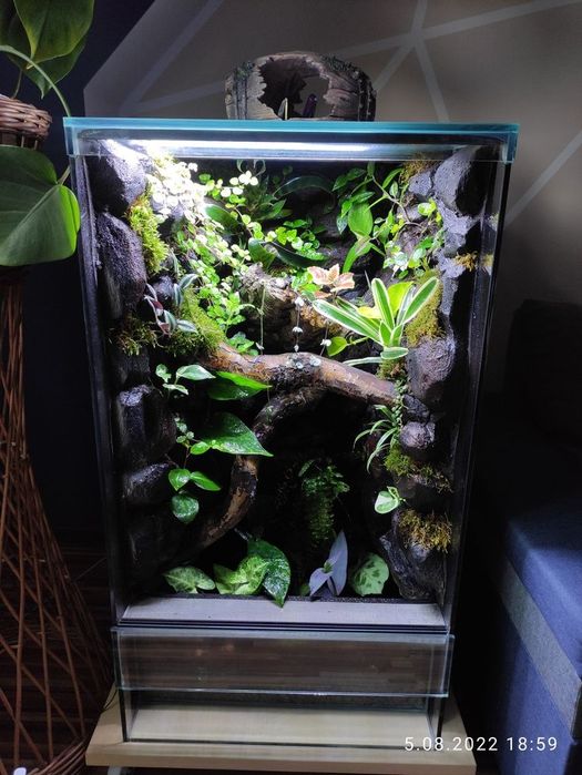 Terrarium tropikalne gekon orzesiony