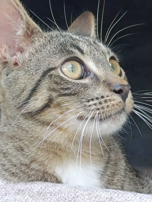 Ptyś - słodziak do adopcji