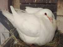 Домашня птиця кормілки