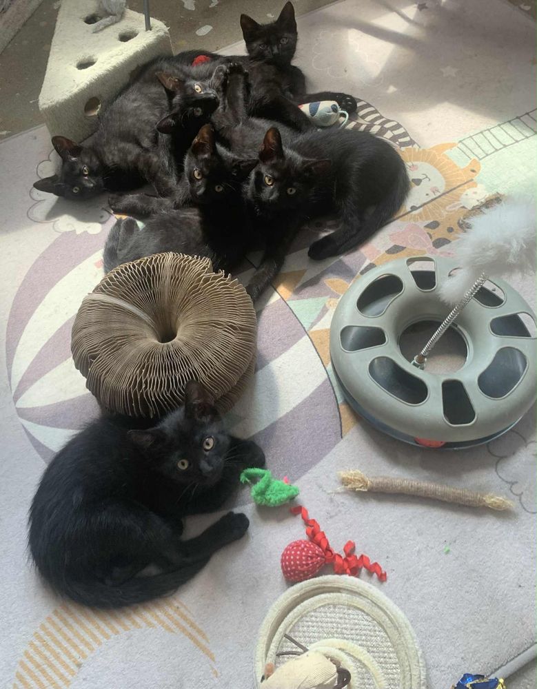 Kociaki do adopcji