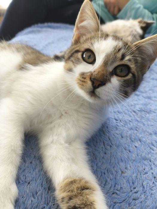 Котики 3 місяця.