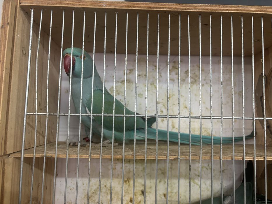 Sprzedam aleksandrety obrożne