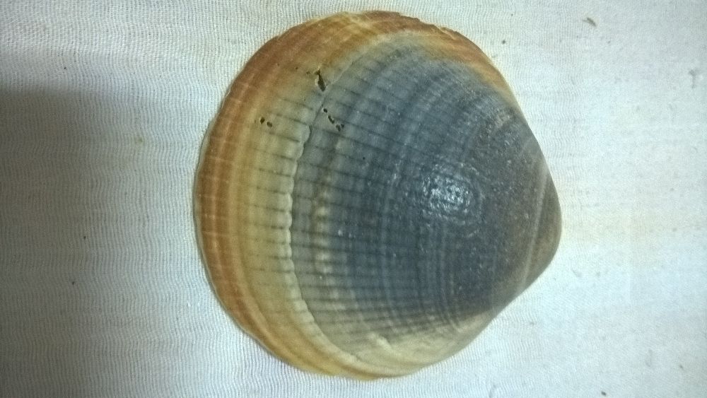 Concha redonda cinza e bege