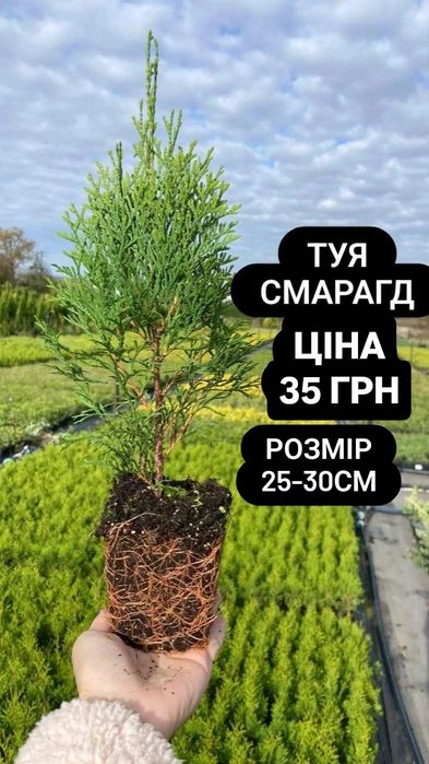 Туя  ялівець різні декоративні кущі