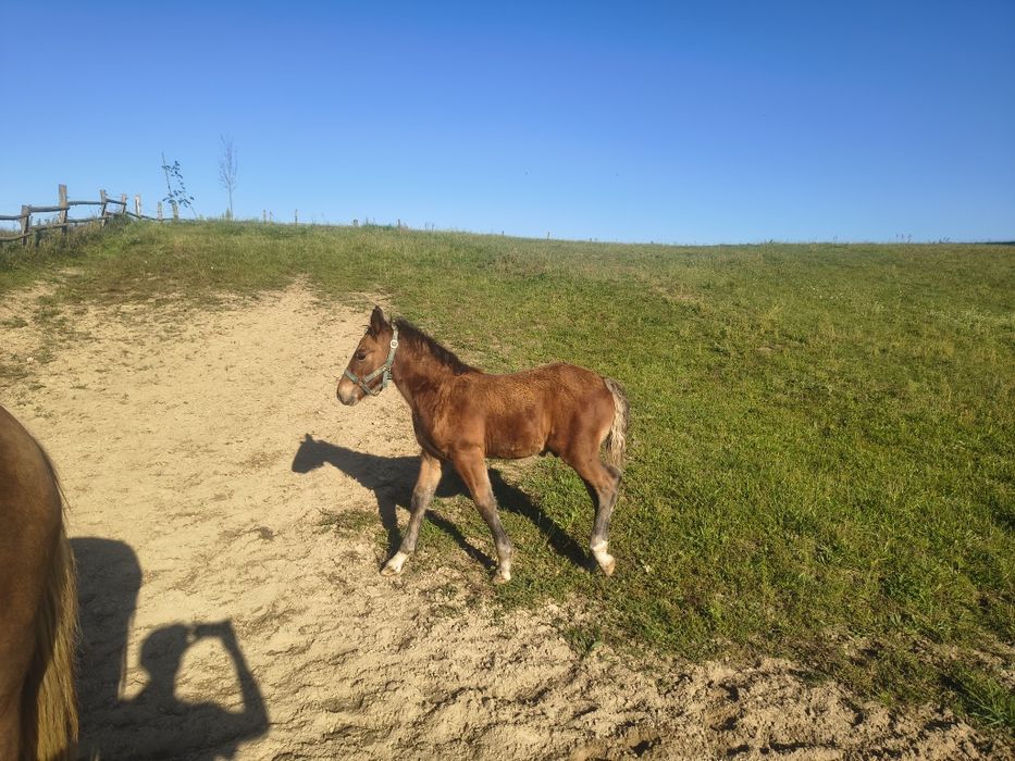 Klacz zimnokrwista ze źrebakiem