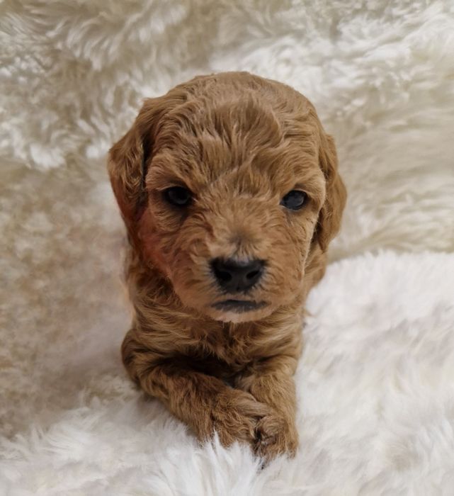 Bichpoo Poochon Bichon Frise Pudel Toy jak Maltipoo suczka czerwona