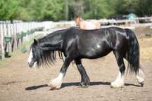 10 letnia klacz tinker do adopcji, za darmo