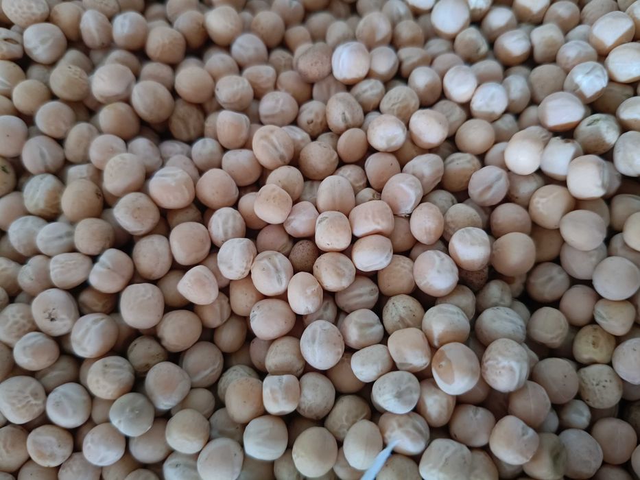 Sprzedam groch tegoroczny