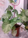 Syngonium kwiatek duży