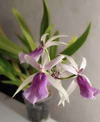 Орхидея камбрия мильтассия  Miltassia Estrelita 'Sweet Senorita
