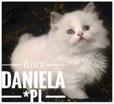 Ragdoll piękne koty do Felinoterapii