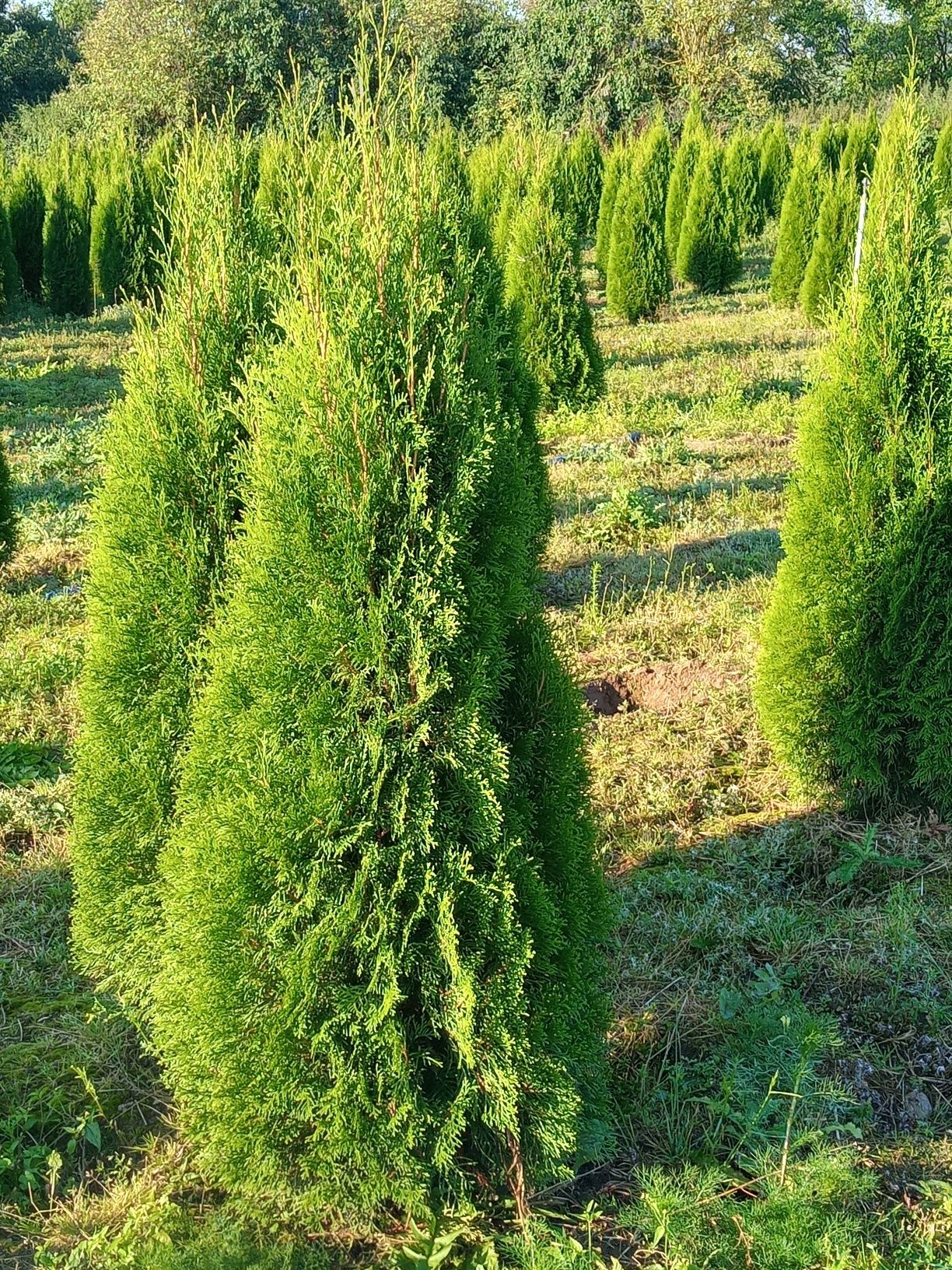 Tuja tuje thuja thuje smaragd szmaragd (żywotnik zachodni)