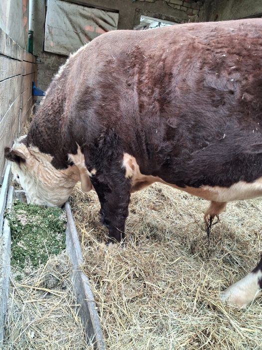 Sprzedam Byka Hereford