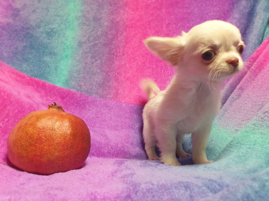 шикарные кобели от мини до стандарта чихуахуа вязка