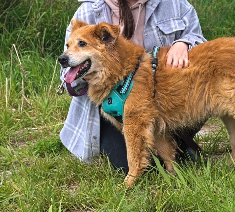 Beżowy puchaty pies w typie eurasiera i samoyeda szuka domu