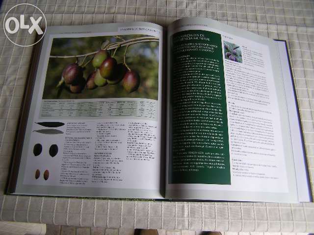 O grande livro da oliveira e do azeite- Portugal oleícola