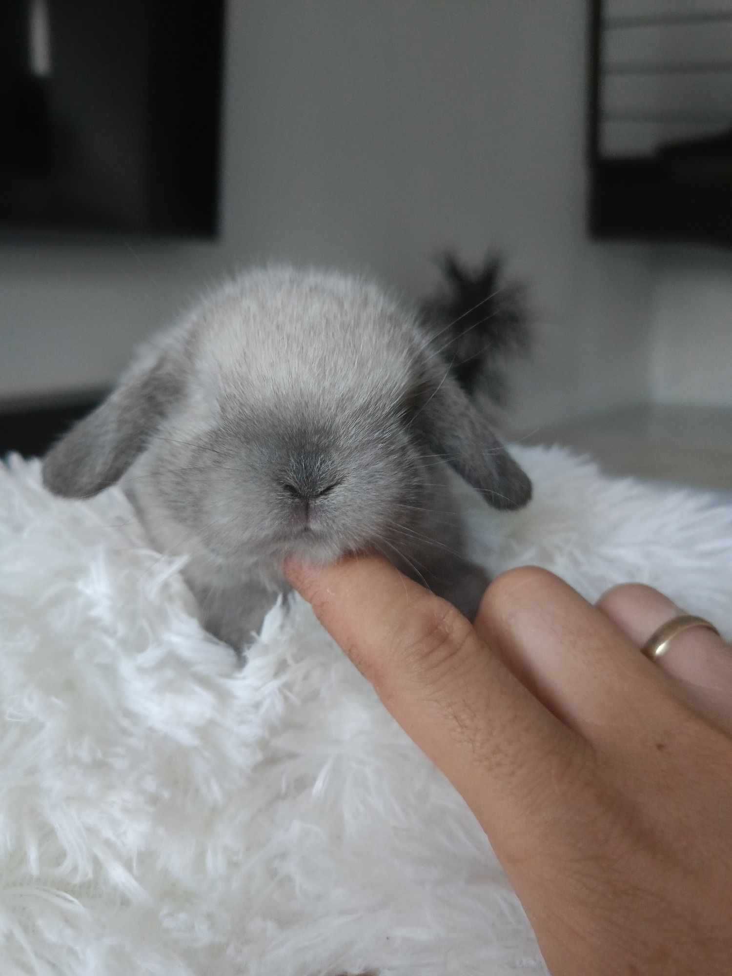 Mini lop karzełek Teddy hodowla zarejestrowana