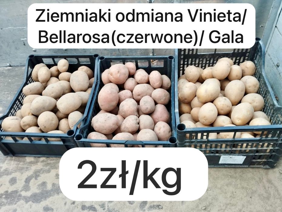Ziemniaki Vinieta\Gala\Bellarosa Nowa Cena