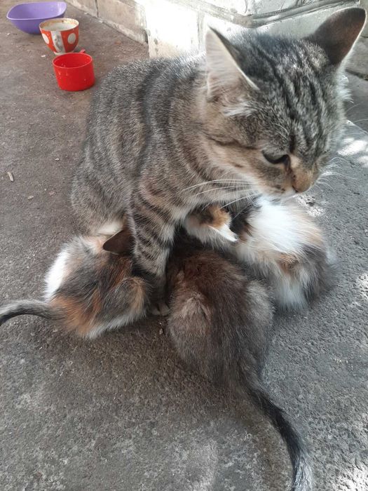 Віддам даром котят