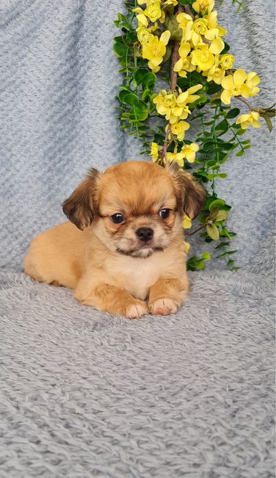 Excecional pelo longo mini Chihuahua.Chiuaua, Qualidade linhagemRussa