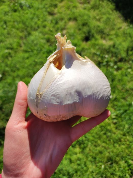 Часник Рокамболь домашній 1кг гігантський часник