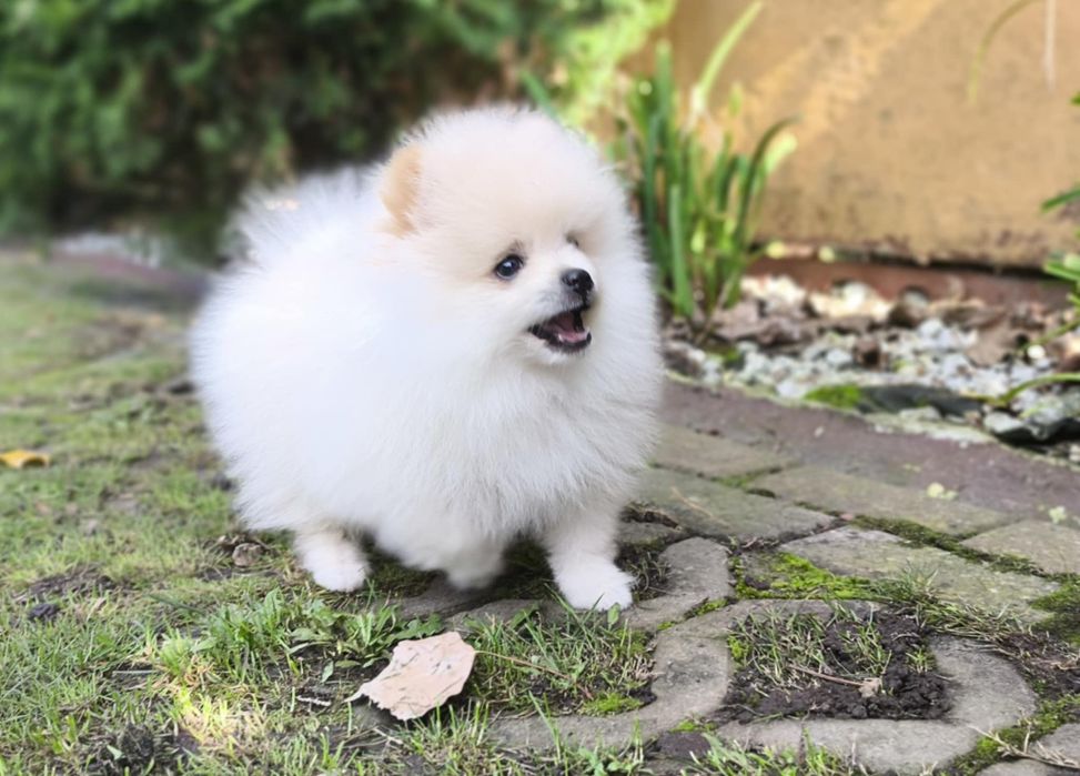 Szpic miniaturowy Pomeranian piesek