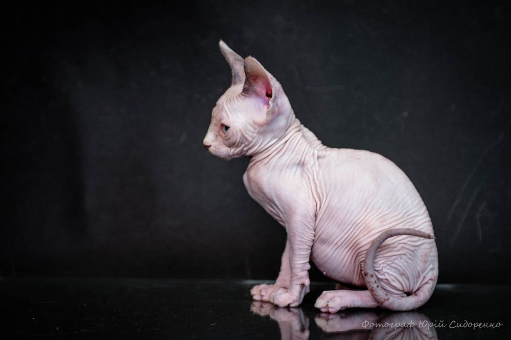 Эльф, сфинкс, канадский сфинкс, премиум бебифейс