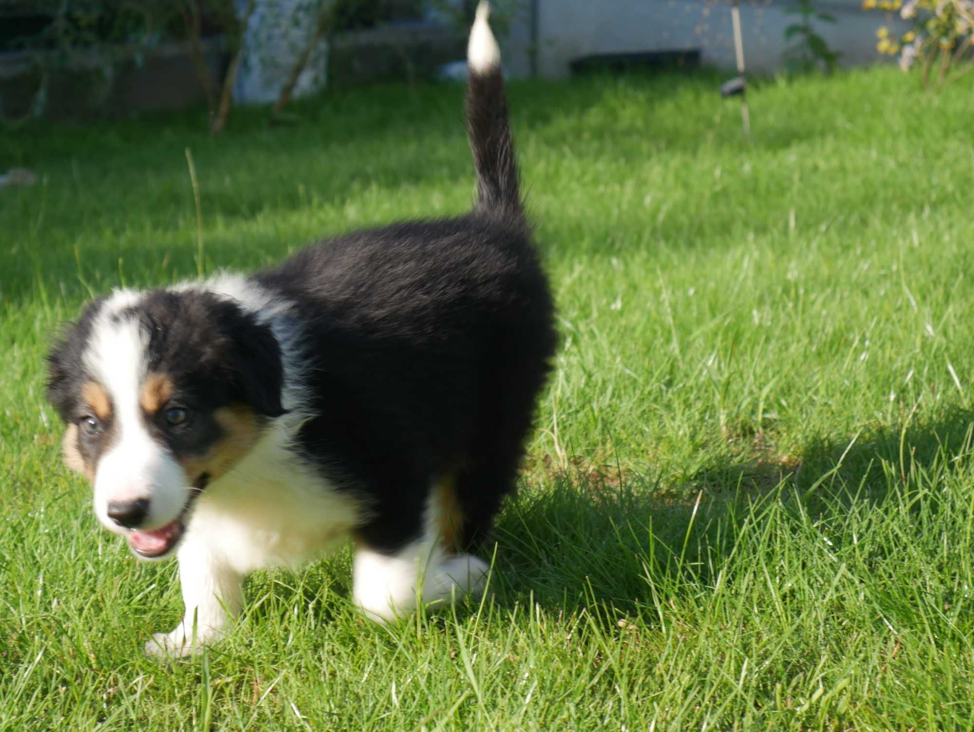 Border collie - Tri Color